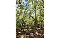 Thompson Road, Greer, SC 29651