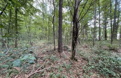 Eastside Drive, Newton, MS 39345