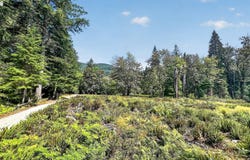 DOG CREEK Rd, Cougar, WA 98616