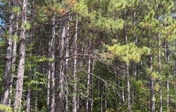 On Dark Corner Road, Ashland, WI 54806