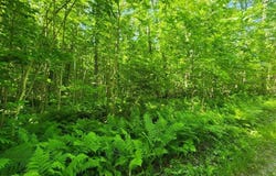20 AC Camp 23 Rd., Gulliver, MI 49840