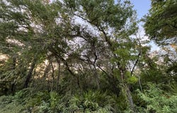 NE 481st Ave, Old Town, FL 32680