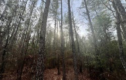 Strickland Road, WAYNESBORO, MS 39367