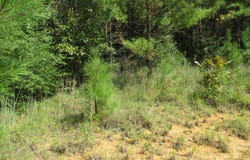 Allen Trail, Carson, MS 39427