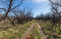 T B D County Road 260, Avoca, TX 79503