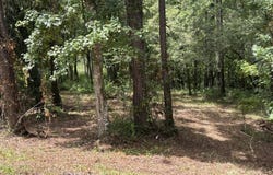 4819 GOPHER Circle, Middleburg, FL 32068
