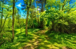 McGuiness Road, Dexter, MI 48130