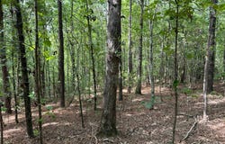 County Road 87, Winfield, AL 35594
