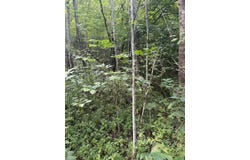 226 Madison's Fork, Banner, KY 41603