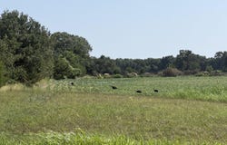 State Highway Y, Seneca, MO 64865