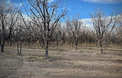 Gillett Street, Canutillo, TX 79835