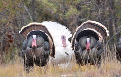 HAWKRIGHT RD, Custer, SD 57730