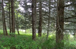 Sophie Ln, Carson, WA 98610