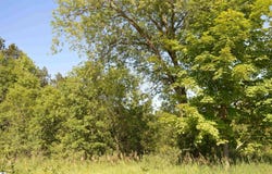 NE HOLLY ROAD, KALKASKA, MI 49646