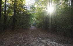 Hempstead 272, McCaskill, AR 71847