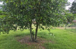 305 W 27th Avenue, Cordele, GA 31015