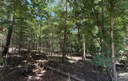 Whispering Pine Trail, Mount Vernon, TX 75457