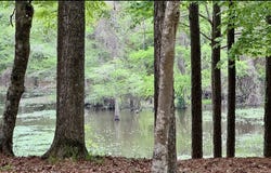 190 Dogwood Estates, Hemphill, TX 75948