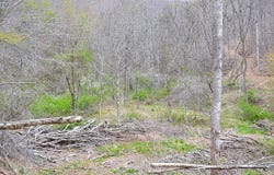 Snake Run Rd, Dawson, WV 24910