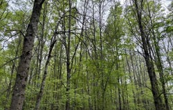 Dardanelle, AR 72834