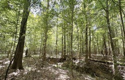 4 Clara Foote Rd, Braxton, MS 39044