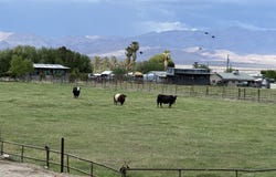 E Alma Ln (4 Acre), Pima, AZ 85543