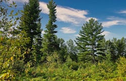 4 Zenith Tower Road, Tomahawk, WI 54487