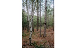 Nighthawk Loop lot: 3-Tbd, Aberdeen, NC 28315