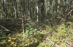 S Jeanne Drive, Baldwin, MI 49304