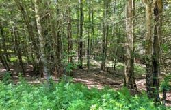 Crystal Meadows Rd, Downsville, NY 13782