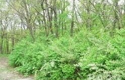 364 SEMINOLE Blacktop, Sparland, IL 61565