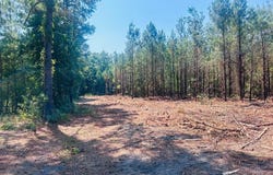 18.3 Acres - Turkey Ln, Kingstree, SC 29556
