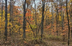 Bob Cat Trail, Dunlap, TN 37327