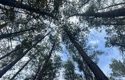 Hwy 15 N, LOUIN, MS 39338