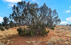 2648 E Antelope Vista, Williams, AZ 86046