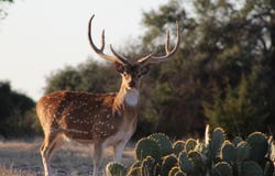 Morris Ranch Rd, Mountain Home, TX 78880