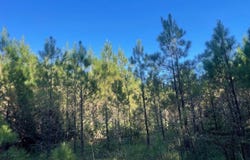 N County Line Rd, Maben, MS 39750