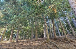Altdorf, Crestline, CA 92325
