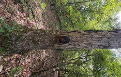 5530 Pine Springs Road, Sulligent, AL 35586