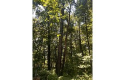 SPOTTSWOOD RD, SPOTTSWOOD, VA 24476