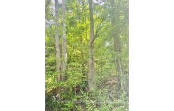 Big Pigeon Rd, Procious, WV 25164