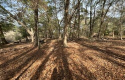 Mimosa Ln, Cottondale, FL 32431