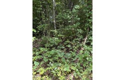 Progress Hill Boulevard, Pigeon Forge, TN 37863