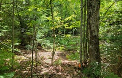 B-2BackLot Pioneer Path, Aurora, ME 04605