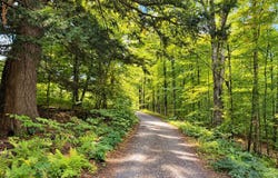 Montgomery Heights Road, Montgomery, VT 05470