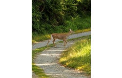 Hemlock, Ennice, NC 28623