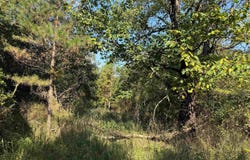 186 Wayback Lane, Cove, AR 71937