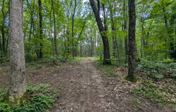 Fosmo Drive lot: 4, Webster, WI 54893