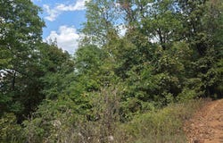 L4H Old CC Road, Hardy, AR 72542