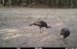 171 +/- ac CR 4670, Avery, TX 75554